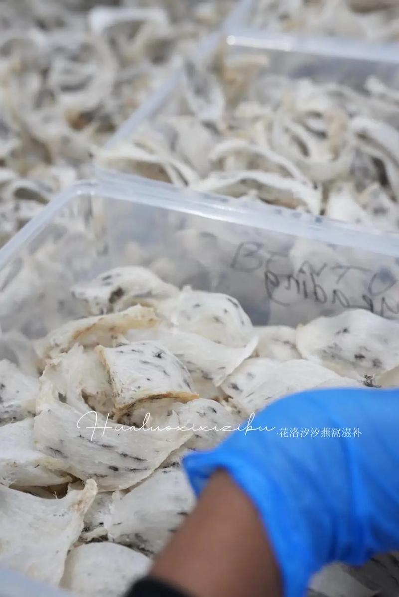 燕窝加工第一步 毛燕分类与初级农产品加工