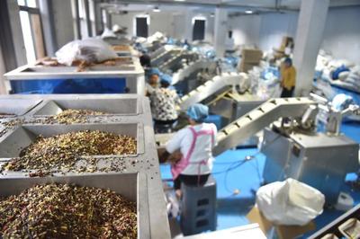 拼多多陈磊 深耕农业农研，坚定投入长期价值，从初级农产品加工破局