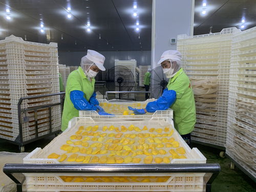 中国对柬埔寨投资稳步攀升，初级农产品加工成新亮点