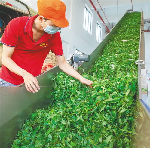 海南农垦企业 以精深加工打造“土特产”新食尚链